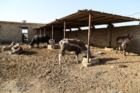 تشنگی گاومیش ها