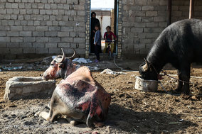تشنگی گاومیش ها