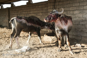 تشنگی گاومیش ها