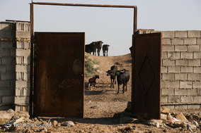تشنگی گاومیش ها