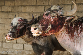 تشنگی گاومیش ها