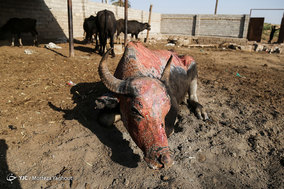 تشنگی گاومیش ها