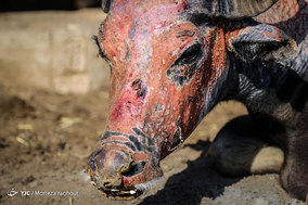 تشنگی گاومیش ها