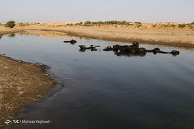 تشنگی گاومیش ها