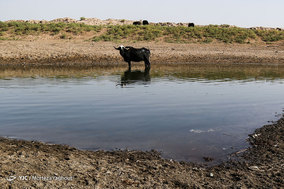 تشنگی گاومیش ها