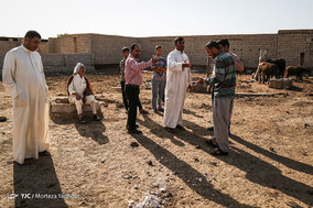 تشنگی گاومیش ها