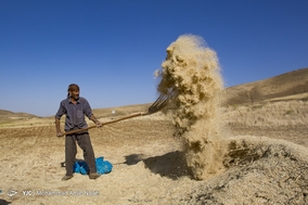 برداشت خوشه های طلایی گندم - همدان