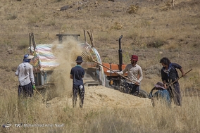 برداشت خوشه های طلایی گندم - همدان