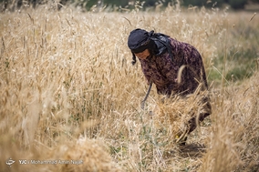 برداشت خوشه های طلایی گندم - همدان