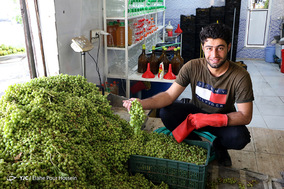 فصل آبغوره گیری در شیراز