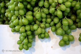 فصل آبغوره گیری در شیراز
