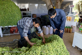 فصل آبغوره گیری در شیراز