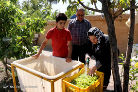 فصل آبغوره گیری در شیراز