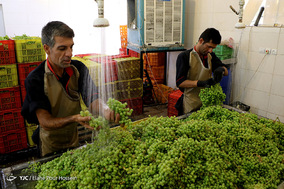 فصل آبغوره گیری در شیراز