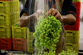 فصل آبغوره گیری در شیراز