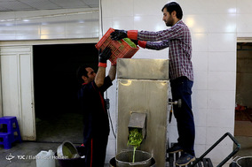 فصل آبغوره گیری در شیراز