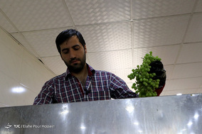 فصل آبغوره گیری در شیراز