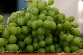 فصل آبغوره گیری در شیراز