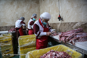بازدید خبرنگاران از واحد صنعتی بسته بندی گوشت و مرغ