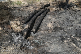 مرگ بیش از 700 نفر نخل در شهر خنافره از توابع شهرستان شادگان