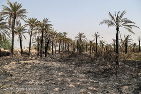 مرگ بیش از 700 نفر نخل در شهر خنافره از توابع شهرستان شادگان