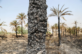مرگ بیش از 700 نفر نخل در شهر خنافره از توابع شهرستان شادگان