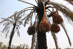 مرگ بیش از 700 نفر نخل در شهر خنافره از توابع شهرستان شادگان