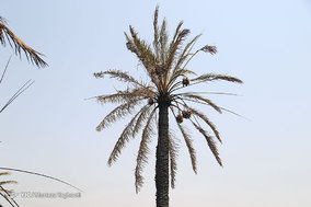 مرگ بیش از 700 نفر نخل در شهر خنافره از توابع شهرستان شادگان