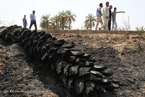 مرگ بیش از 700 نفر نخل در شهر خنافره از توابع شهرستان شادگان