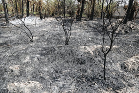 مرگ بیش از 700 نفر نخل در شهر خنافره از توابع شهرستان شادگان