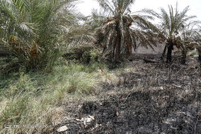 مرگ بیش از 700 نفر نخل در شهر خنافره از توابع شهرستان شادگان