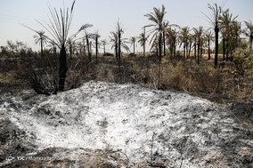 مرگ بیش از 700 نفر نخل در شهر خنافره از توابع شهرستان شادگان