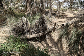 مرگ بیش از 700 نفر نخل در شهر خنافره از توابع شهرستان شادگان