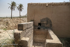 مرگ بیش از 700 نفر نخل در شهر خنافره از توابع شهرستان شادگان