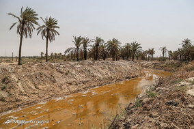 مرگ بیش از 700 نفر نخل در شهر خنافره از توابع شهرستان شادگان