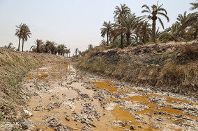 مرگ بیش از 700 نفر نخل در شهر خنافره از توابع شهرستان شادگان