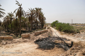 مرگ بیش از 700 نفر نخل در شهر خنافره از توابع شهرستان شادگان