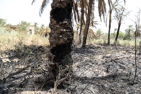 مرگ بیش از 700 نفر نخل در شهر خنافره از توابع شهرستان شادگان