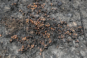 مرگ بیش از 700 نفر نخل در شهر خنافره از توابع شهرستان شادگان