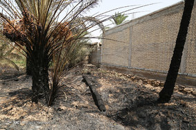 مرگ بیش از 700 نفر نخل در شهر خنافره از توابع شهرستان شادگان
