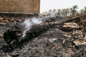 مرگ بیش از 700 نفر نخل در شهر خنافره از توابع شهرستان شادگان