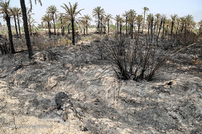 مرگ بیش از 700 نفر نخل در شهر خنافره از توابع شهرستان شادگان