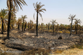 مرگ بیش از 700 نفر نخل در شهر خنافره از توابع شهرستان شادگان