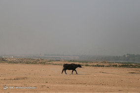 گاومیش داران