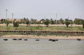 گاومیش داران