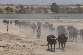گاومیش داران