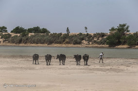 گاومیش داران