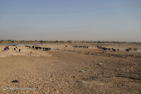 گاومیش داران