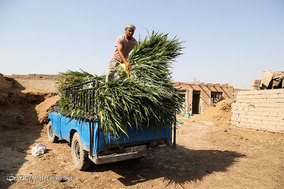 گاومیش داران