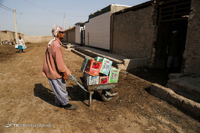 گاومیش داران